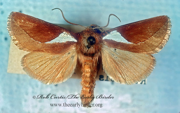 Prolimacodes trigona  SLUG CATERPILLAR MOTH 294203z