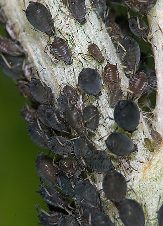 Aphis  APHID 6009079z