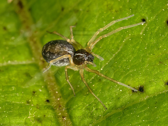 Dictyna foliacea  MESH WEB SPIDER 9079562z