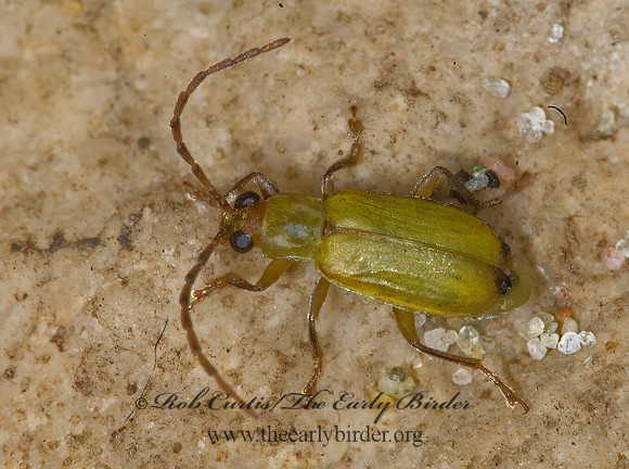 Diabrotica barberi NORTHERN CORN ROOTWORM  BEETLE 6013479z