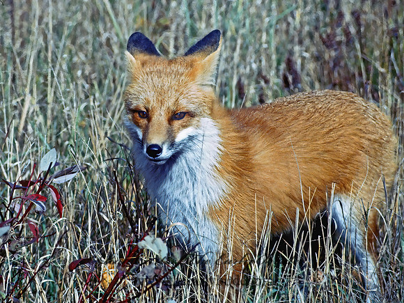 Vulpes vulpes  RED FOX 5922z