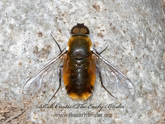 Villa  BEE FLY3024463z