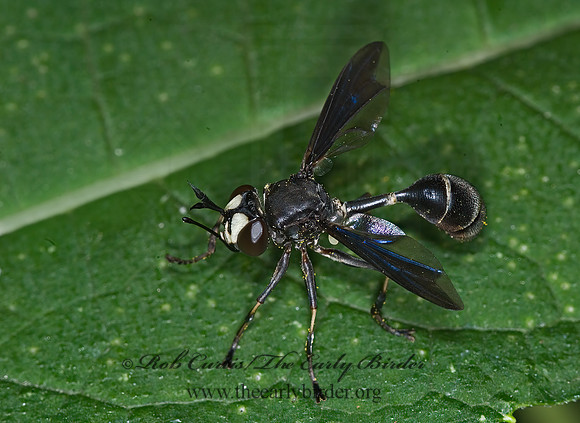 Physocephala tibialis  THICK-HEADED FLY 6012792z