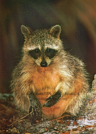 Procyon lotor  RACCOON 251434 z