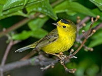 Cardellina pusilla WILSON'S WARBLER 6006437z