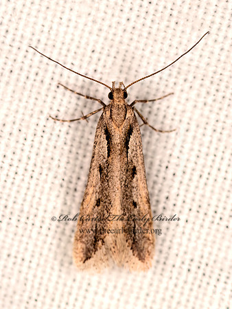 Prolita variabilis  TWIRLER MOTH 3024305z