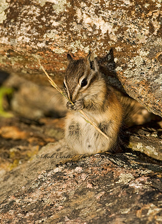 Neotamias minimus  LEAST CHIPMUNK 6027458z
