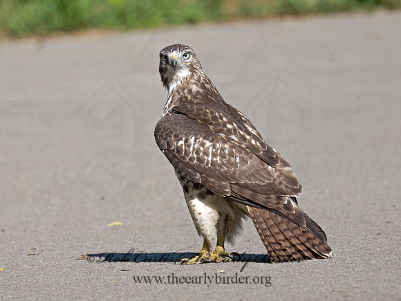 Buteo Jamaicensis RED-TAILED HAWK 9090557z