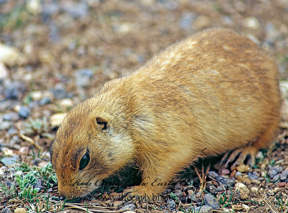 Cynomys parvidens  UTAH PRAIRIE DOG 101333z