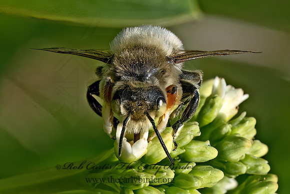 Megachile latimanus  BROAD-HANDED LEAFCUTTER 9079721z