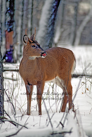 Odocoileus virginianus  WHITE-TAILED DEER 64722z