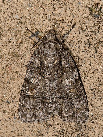 Acronicta tp2  DAGGER MOTH 9032030z