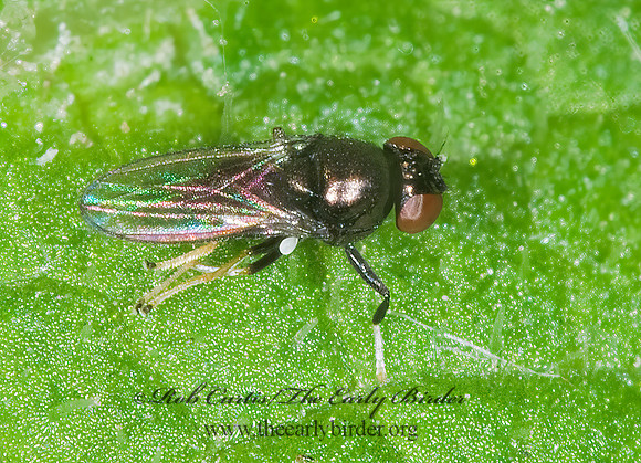 Athyroglossa glaphyropus  SHORE FLY 6016664z