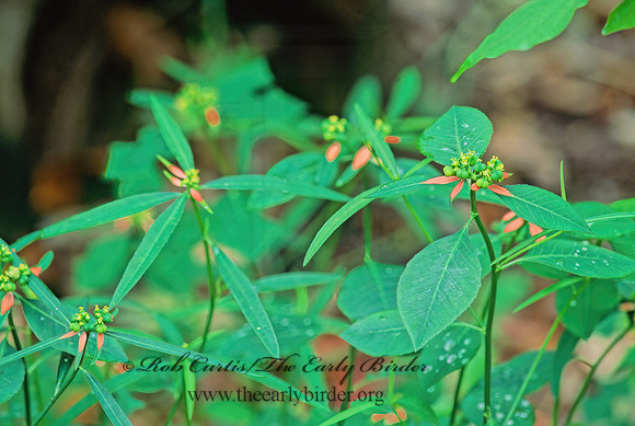 Poinsettia cyathophora  PAINTED LEAF 247915z