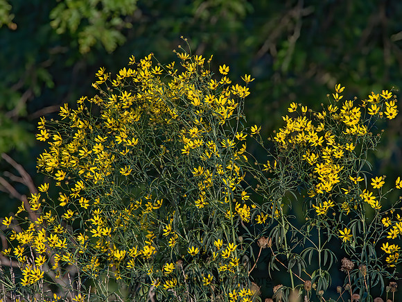Coreopsis tripteris  TALL COREOPSIS 9040945z