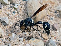 Eumenes fraternus POTTER WASP 3023083z