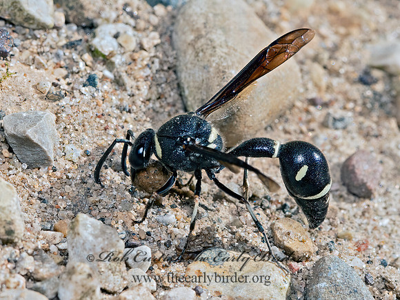 Eumenes fraternus  POTTER WASP 3023083z