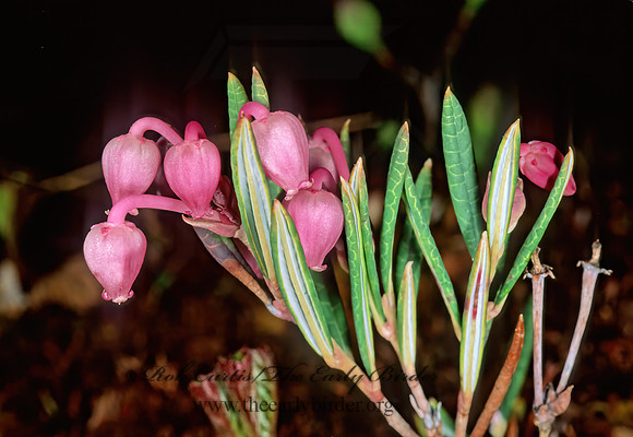 Andromeda polifolia  DWARF BOG ROSEMARY 238028z