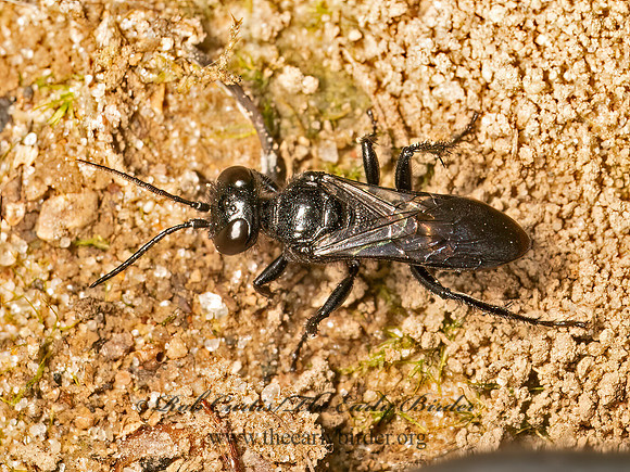 Astata unicolor CRABRONID WASP 9080874z