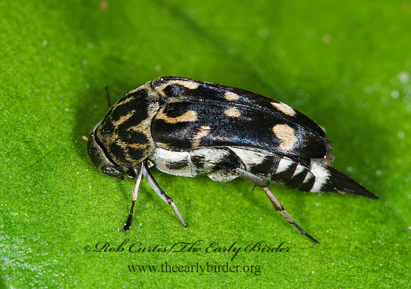 Hoshihananomia octopunctata 6010661 z