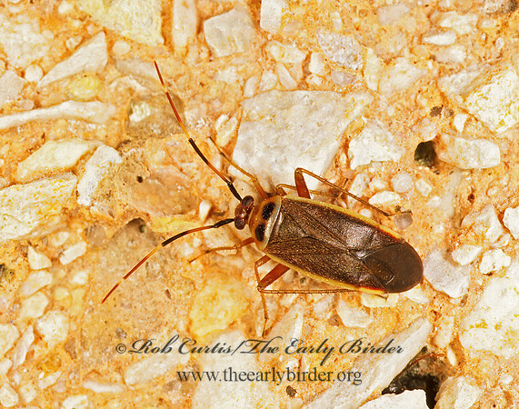 Adelphocoris rapidus 200705z