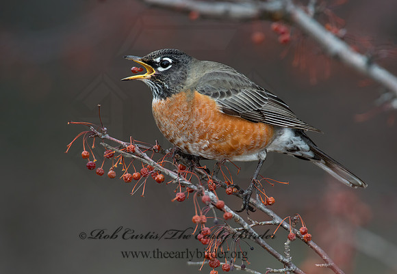 Turdus migratorius  AMERICAN ROBIN 6036498z