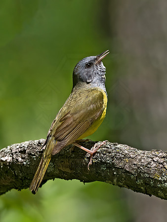Geothlypis philadelphia  MOURNING WARBLER 3021486z