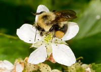 Bombus bimaculatus 2-SPOTTED BUMBLEBEE 9032883z