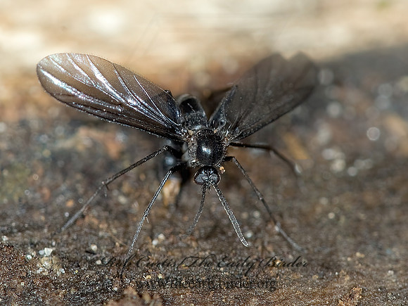 Symmerus  FUNGUS GNAT 6007707,1