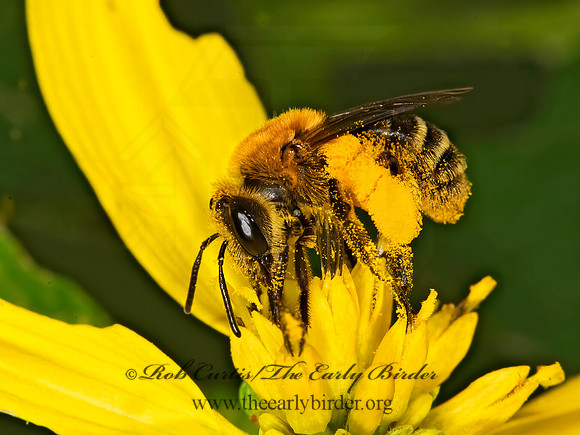Andrena helianthi 8017957~~z