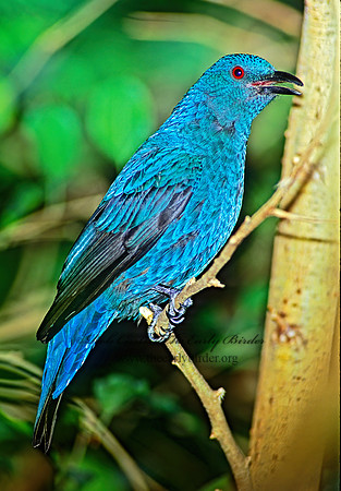 Irena puella  ASIAN FAIRY BLUEBIRD 83933z