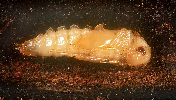 Synchroa punctata 201227 pupa z