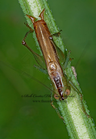 Conocephalus brevipennis  SHORT-WINGED MEADOW GRASSHOPPER  6014795z