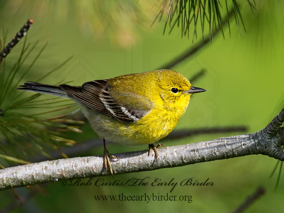 Setophaga pinus  PINE WARBLER 9000242 z