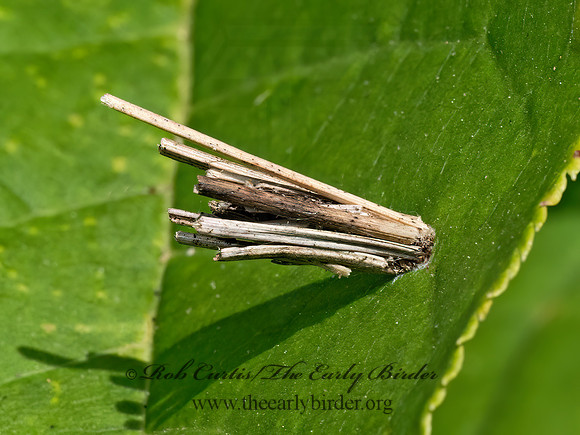 Psyche casta  COMMON BAGWORM MOTH 9079663z