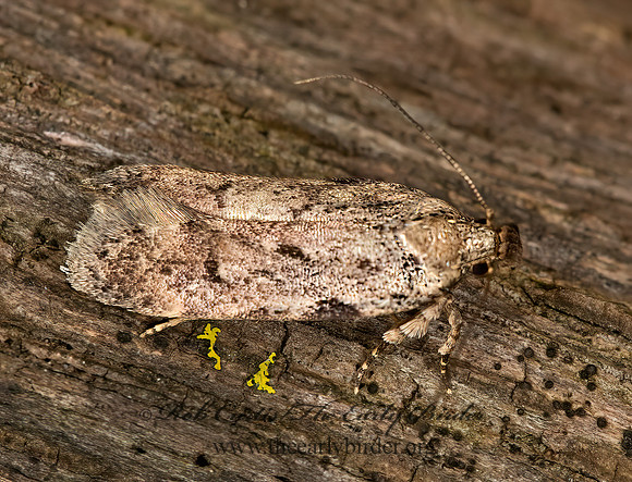 Chionodes pereyra  TWIRLER MOTH 9023918z