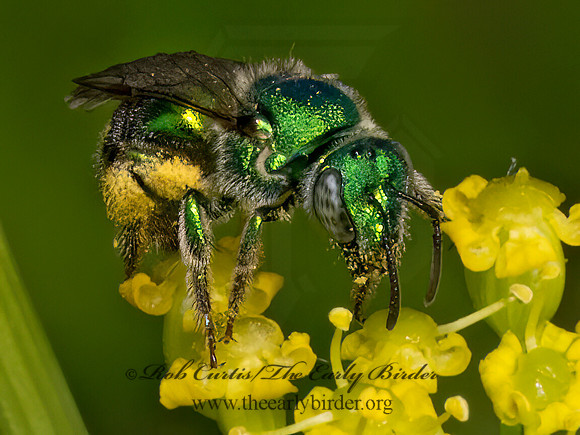 Augochloropsis metallica complex  METALLIC HALICTID BEE 9079234z