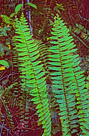 Nephrolepis exalta  SWORD FERN 248730z