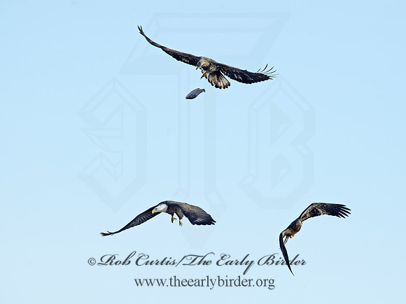 Haliaeetus leucocephalus  BALD EAGLE 9018337z