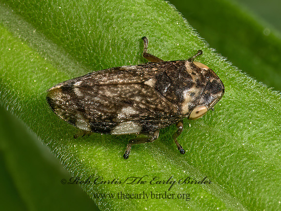Philaenus spumarius  MEADOW SPITTLEBUG  9078508z