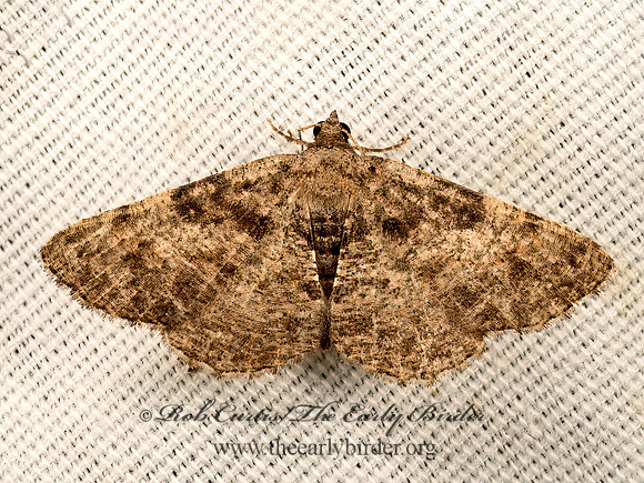 Digrammia gnophosaria  HOLLOW-SPOTTED ANGLE 9048400z