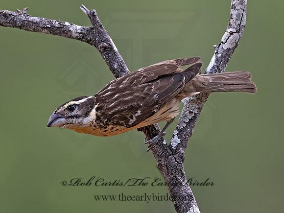 Pheucticus melanocephalus  BLACK-HEADED GROSBEAK 3037014z