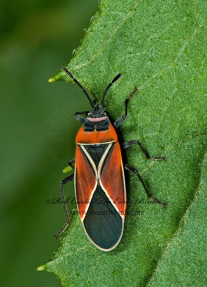 Neacoryphus bicrurcis  WHITE-CROSSED SEED BUG 5013534z