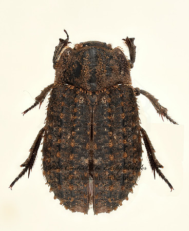 Trox plicatus  HIDE BEETLE 9020003z