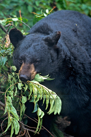 Ursus americanus  BLACK BEAR  302523z