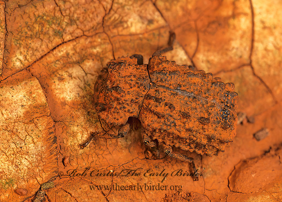 Bolitotherus cornutus  FORKED FUNGUS BEETLE 179515z