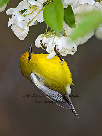 Vermivora cyanoptera  BLUE-WINGED WARBLER 9029605z