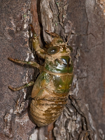 Neotibicen canicularis  DOG-DAY CICADA 8008690z