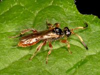 Phygadeuontini PHYGADEUONTINAE ICHNEUMON 9079076z