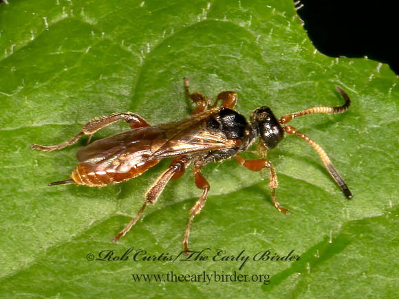 Phygadeuontini  PHYGADEUONTINAE ICHNEUMON 9079076z